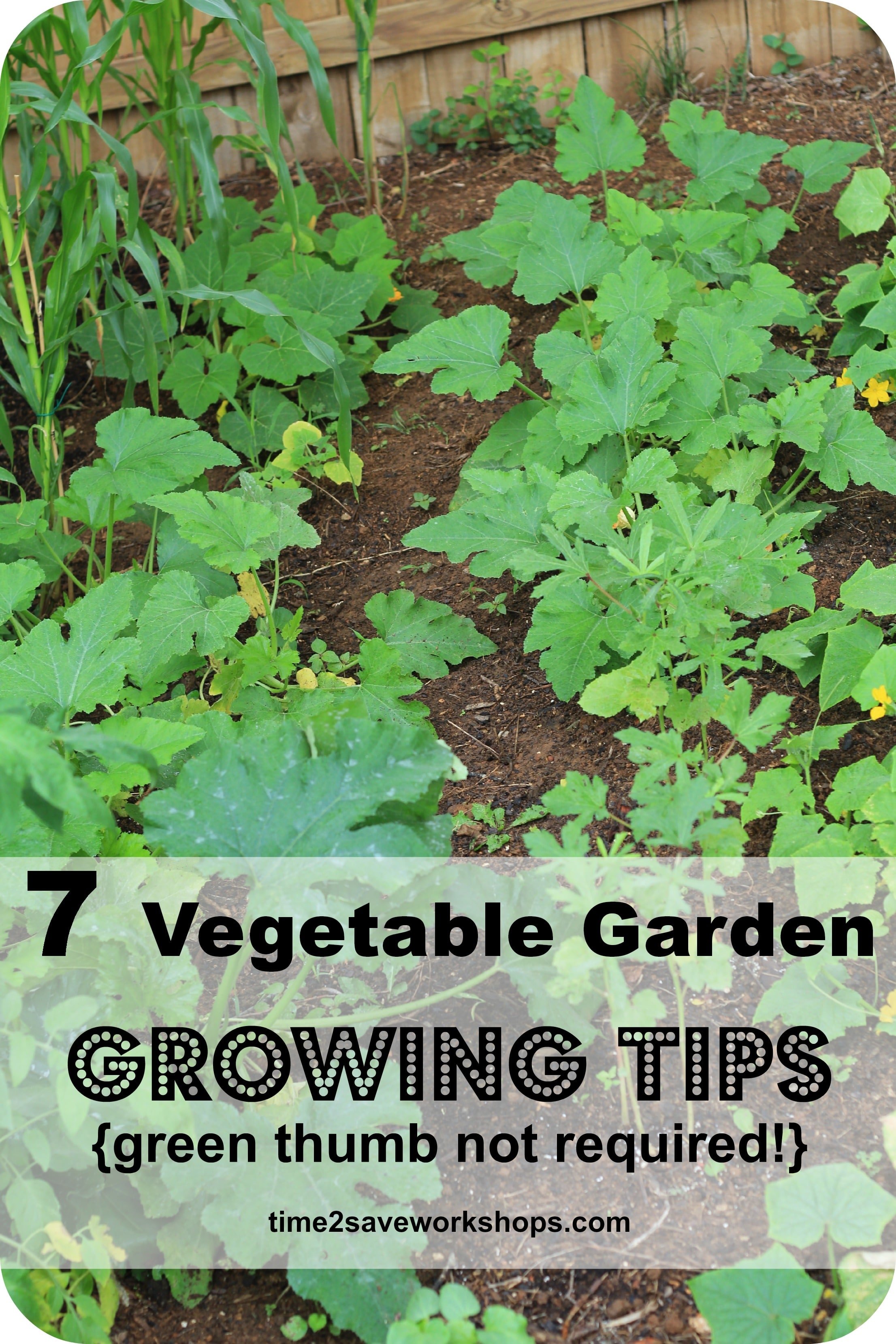 Green Thumb Not Required: 7 Super Vegetable Garden Growing ...