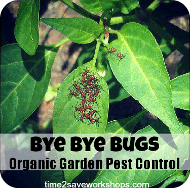 Organic Vegetable Garden Pest Control