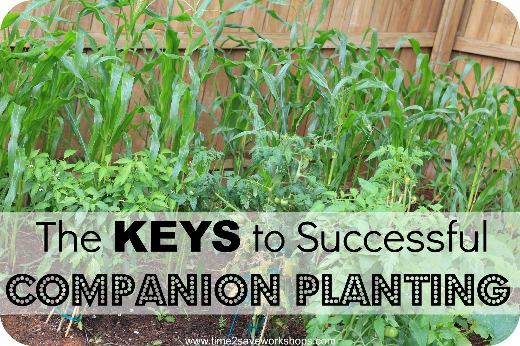 Companion planting in a vegetable garden with various plants growing together